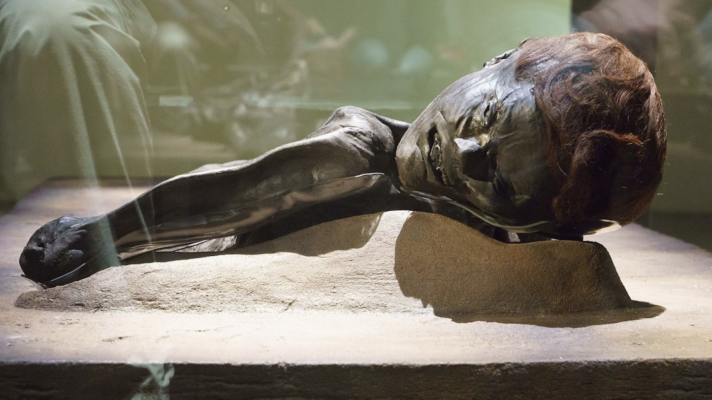 A close-up image showing the upper body and head of the mummified Grauballe Man, displayed on a pedestal